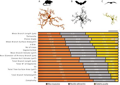 Microglial Morphology Across Distantly Related Species: Phylogenetic, Environmental and Age Influences on Microglia Reactivity and Surveillance States